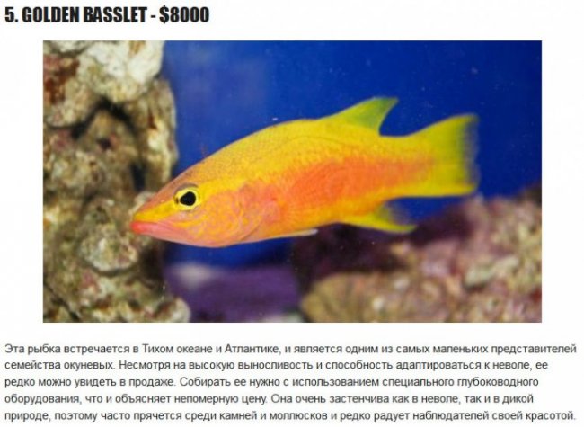 10 самых дорогих тропических рыбок