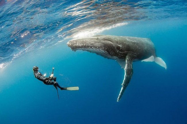 Захватывающие подводные фотографии Нади Али