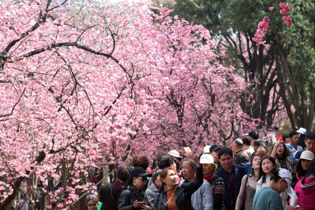 Цветение сакуры в национальном парке Синдзюку Гёэн в Токио