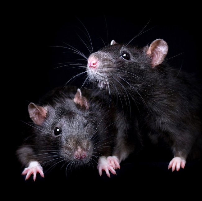 Крысиные портреты