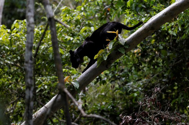 Ягуары — кошки, живущие на деревьях