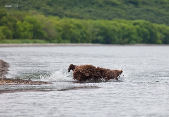 Как медведи ловят рыбу