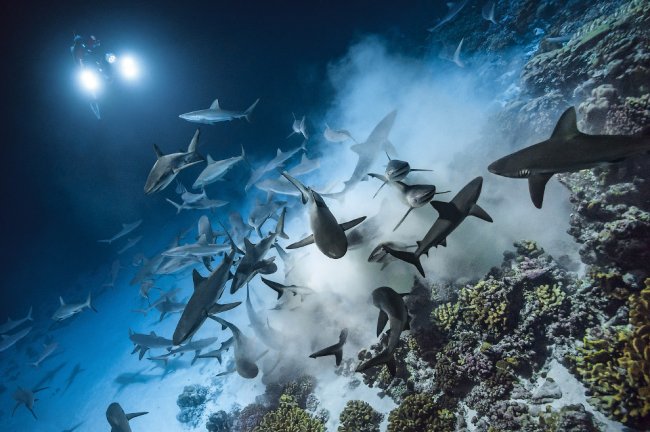 Удивительные фотографии охотящихся акул