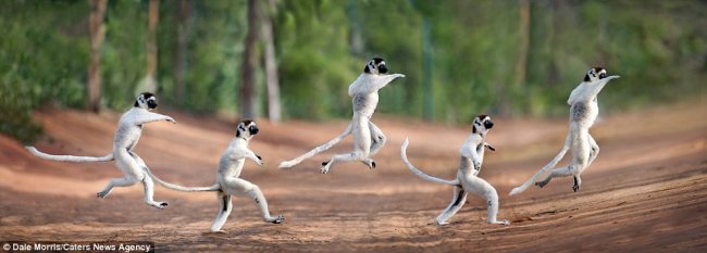 Танцующие лемуры из Мадагаскара