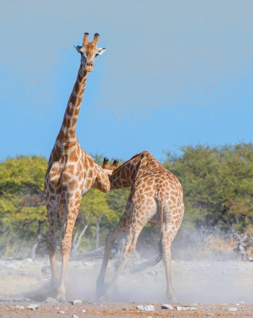 Схватка жирафов в Намибии