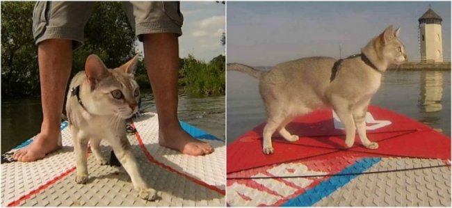 Кошка обожает водные прогулки