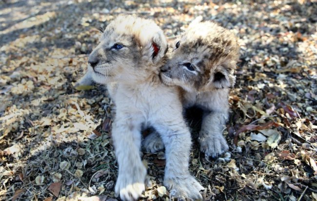 Ученые показали первых в мире львят, рожденных из пробирки