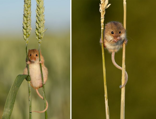 Очаровательные мышки в фотографиях