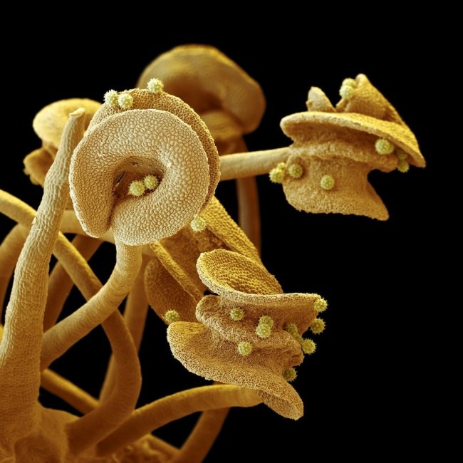 Чужие: цветы под микроскопом