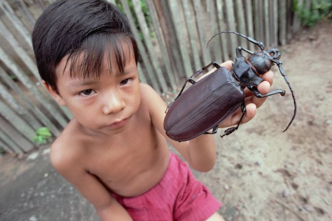 Самые большие насекомые на Земле
