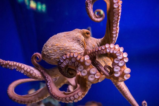 Удивительные факты об осьминогах, которые вы не знали