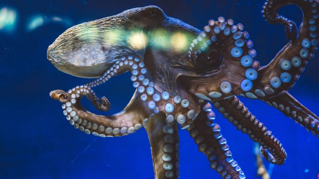 Удивительные факты об осьминогах, которые вы не знали