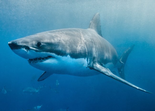 Почему большую белую акулу не держат в океанариумах