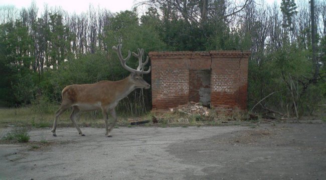 Дикие животные в зоне отчуждения Чернобыля