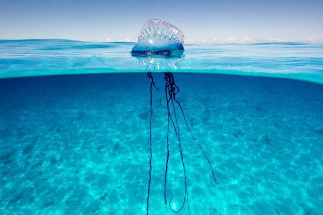 Испания закрывает пляжи из-за смертельно опасных медуз