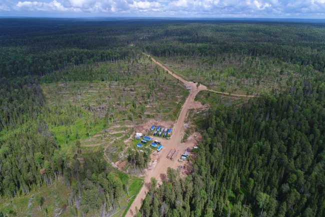 Двинско-Пинежский заказник: как исчезают первозданные леса