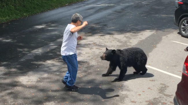 Медведица-мама в последний момент пощадила наглого туриста