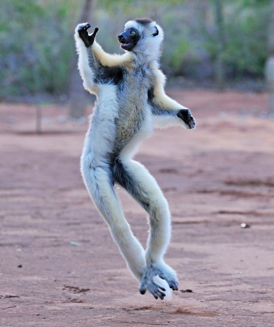 Танцующие животные