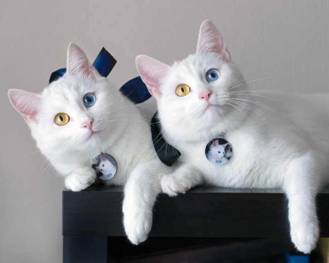 Белые кошки с разными глазами