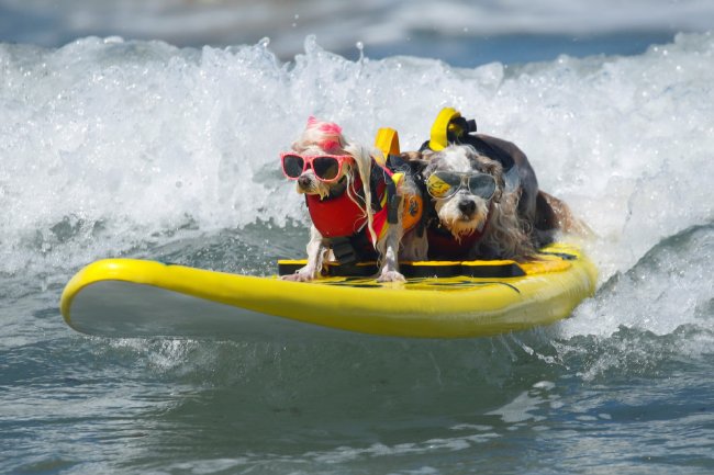 Собачий серфинг в Калифорнии 2019