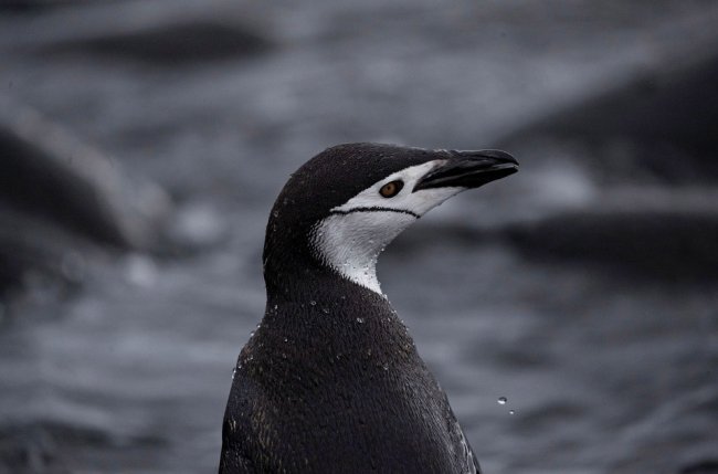 Перепись пингвинов в Антарктиде
