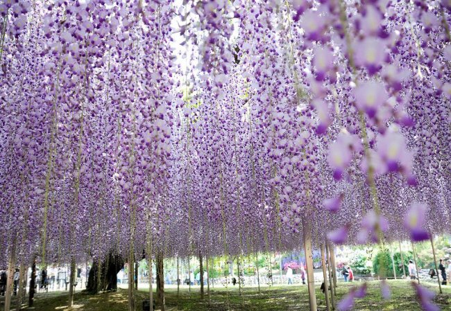 Парк Асикага и цветочный дождь