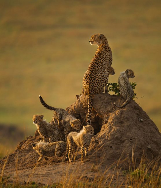 Удивительные фотографии гепардов