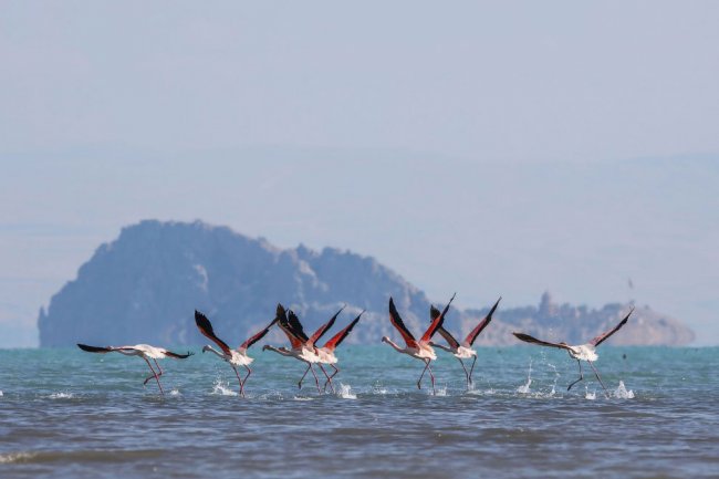 Птицы турецкого озера Ван