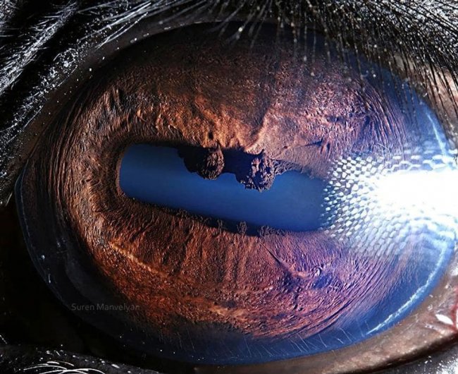 Фотографии глаз животных
