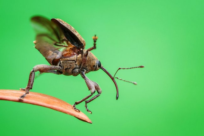 Победители конкурса жуков Luminar Bug Photographer 2020