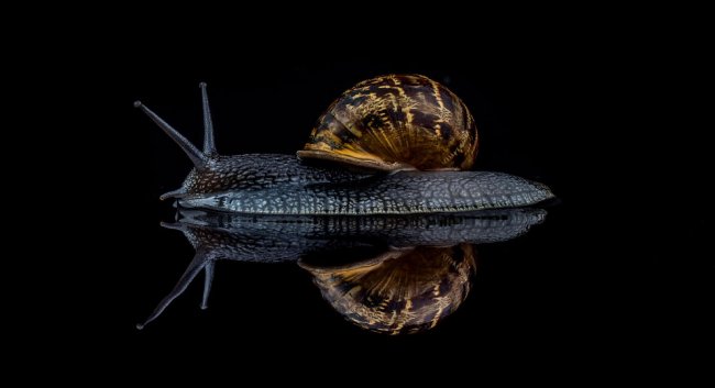 Победители конкурса жуков Luminar Bug Photographer 2020
