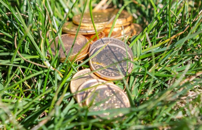Щенок нашел старинные золотые монеты стоимостью £6 000