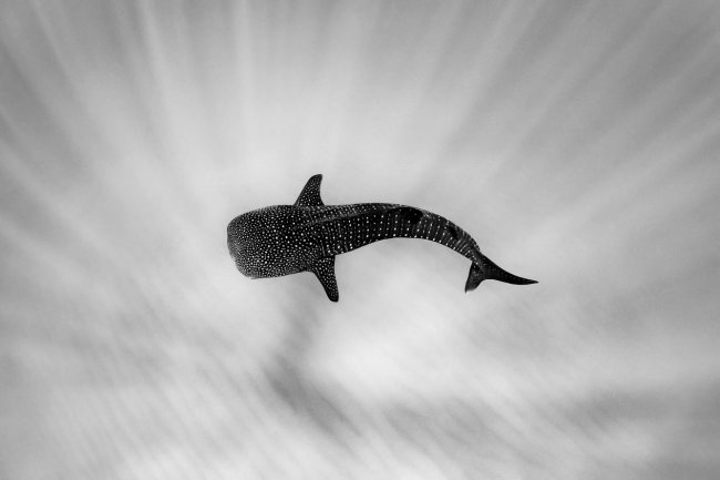 Победители конкурса подводной фотографии Ocean Art 2022