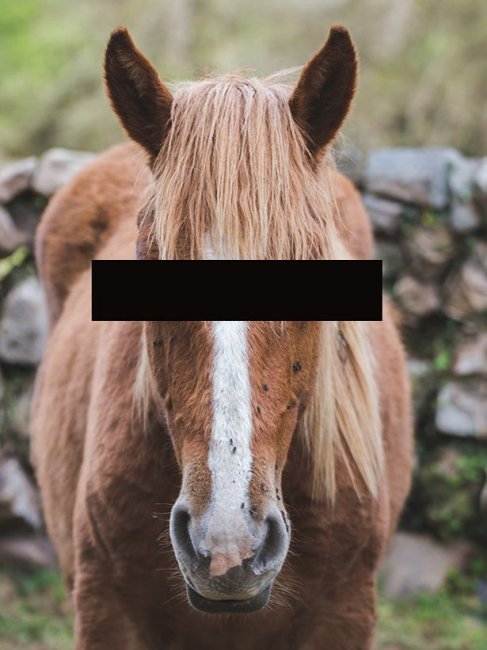Преступнику, который вступил в интимную связь с лошадью, запретили приближаться к любому животному с копытами