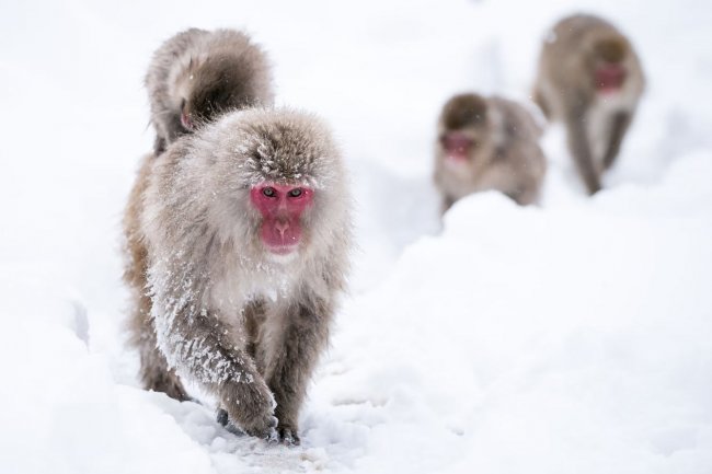 Снежные обезьяны Нагано