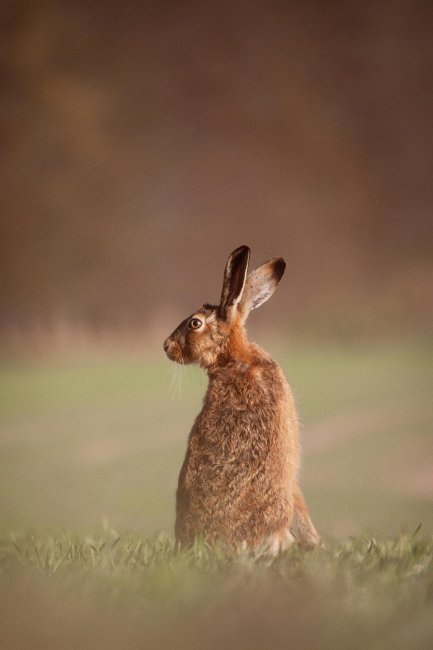 Победители конкурса British Wildlife Photography Awards 2023