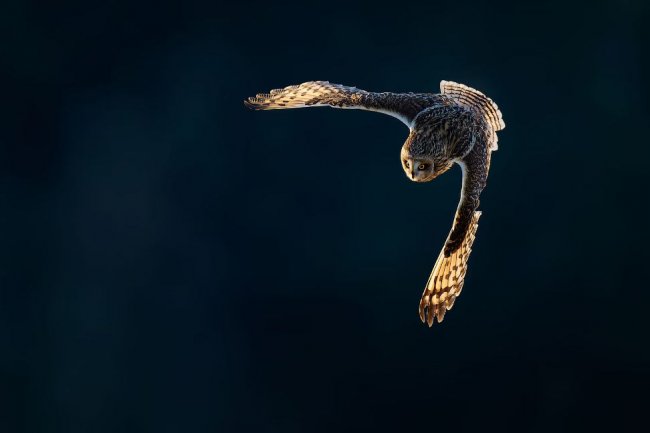 Лучшие фотографии птиц Photography Awards