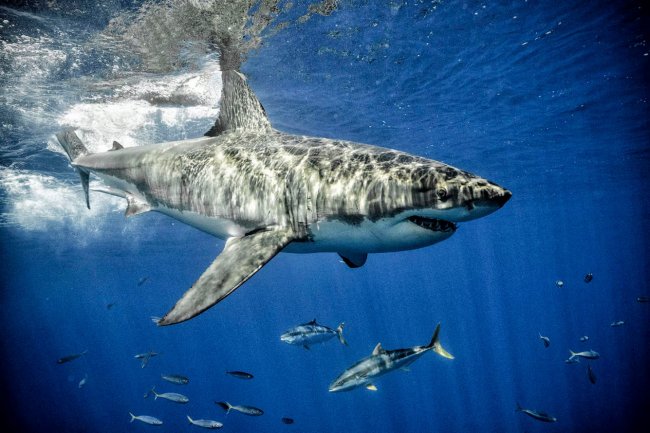 Чудесная жизнь акул
