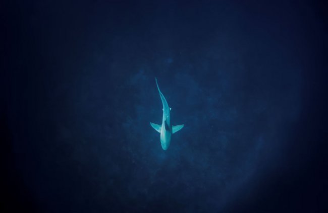 Чудесная жизнь акул