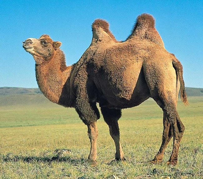 Горб верблюда: секрет выживания в пустыне