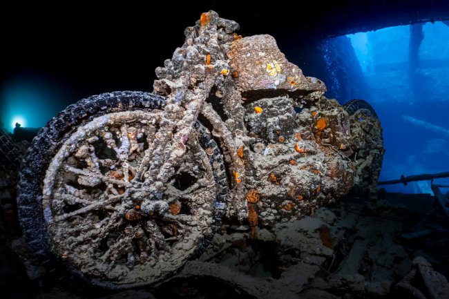 Победители конкурса подводной фотографии Ocean Art 2023