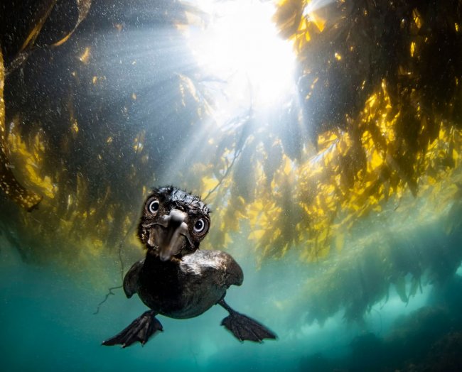 Победители конкурса «Подводный фотограф года 2024»