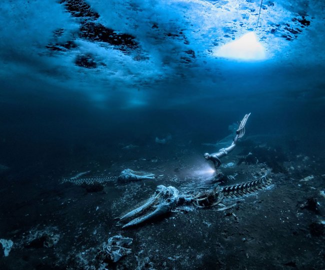 Победители конкурса «Подводный фотограф года 2024»