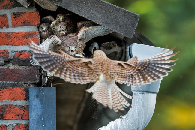 Конкурс GDT Nature Photographer. Лучший фотограф природы 2024 года