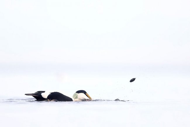 Конкурс GDT Nature Photographer. Лучший фотограф природы 2024 года