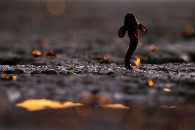 Конкурс GDT Nature Photographer. Лучший фотограф природы 2024 года