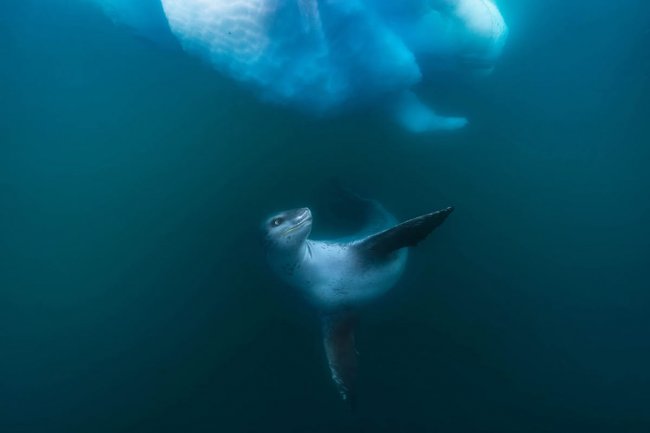 Конкурс GDT Nature Photographer. Лучший фотограф природы 2024 года