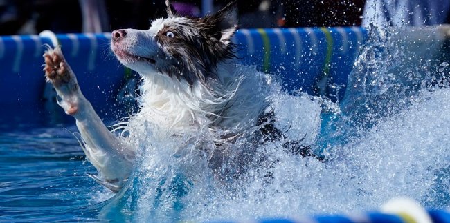 Выставка собак Westminster Kennel Club 2024