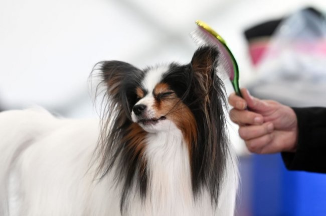 Выставка собак Westminster Kennel Club 2024