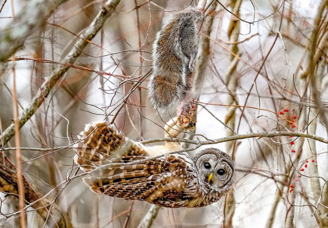 Конкурс фотографий The 2024 Audubon Photography Awards